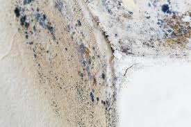 Why You Should Choose Our Mold Remediation Services in Elgin, IL